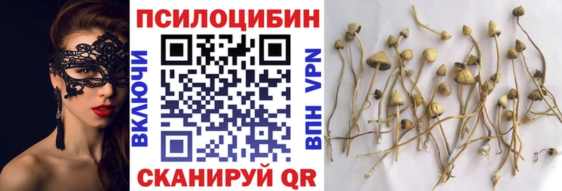 Псилоцибиновые грибы Cubensis Пушкино