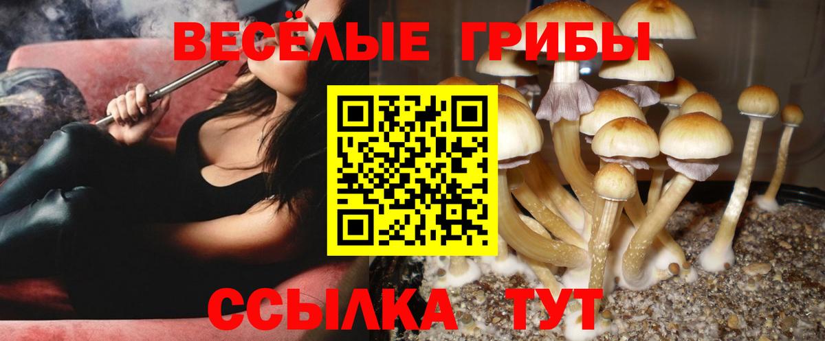 Псилоцибиновые грибы Psilocybe  Вход с VPN  Пушкино 